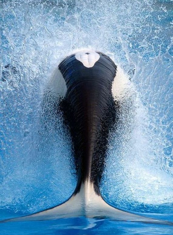 funny-pictures-976