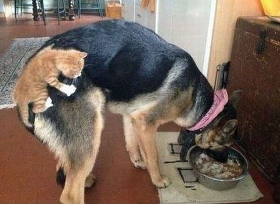 funny-pictures-977