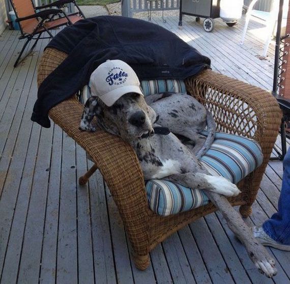 funny-pictures-977