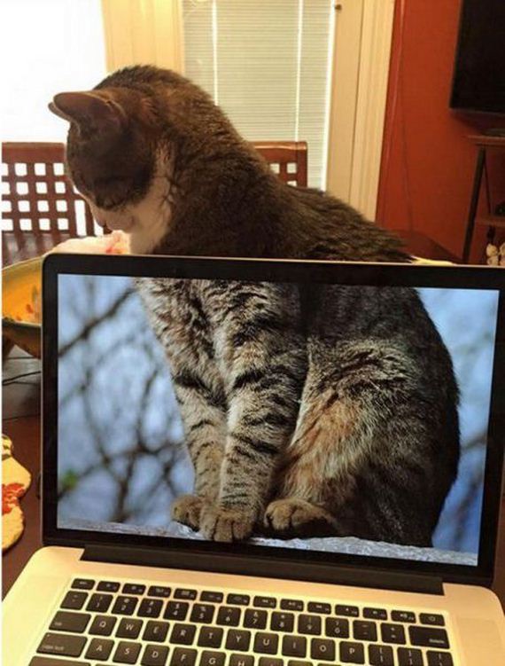 funny-pictures-977