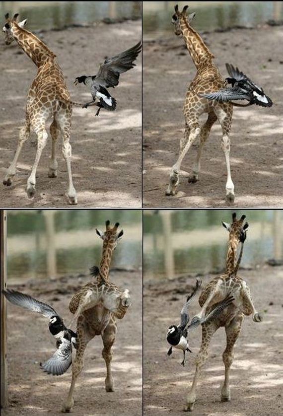 funny-pictures-977
