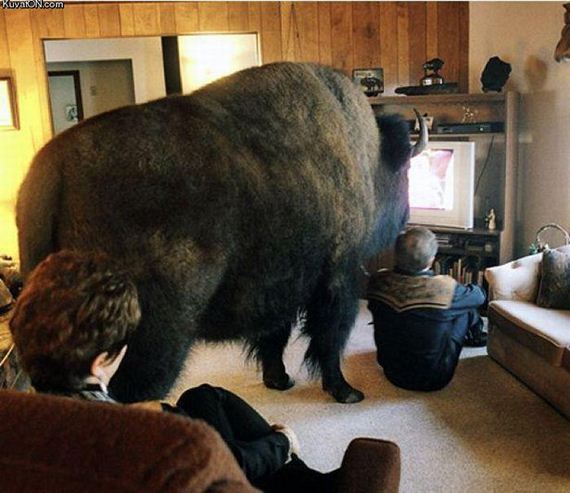 funny-pictures-978