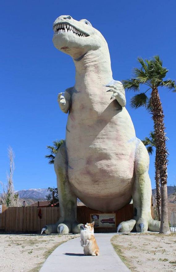 funny-pictures-978