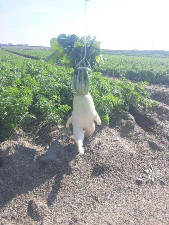funny-pictures-978