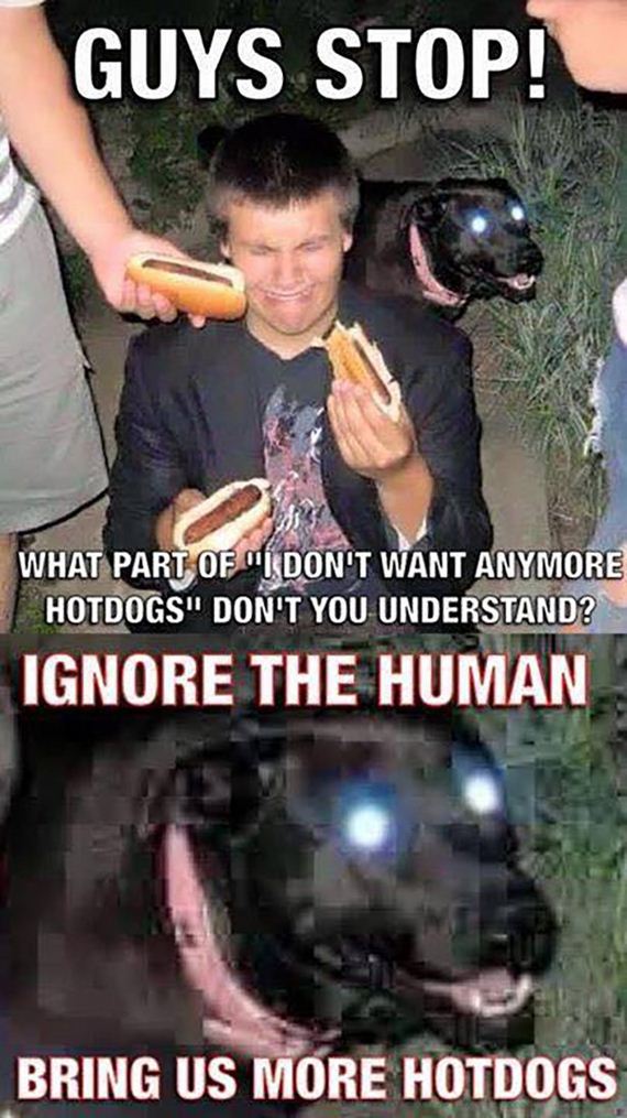 funny-pictures-978