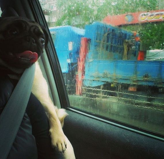 funny-pictures-979