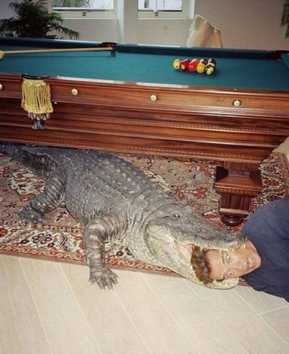 funny-pictures-979
