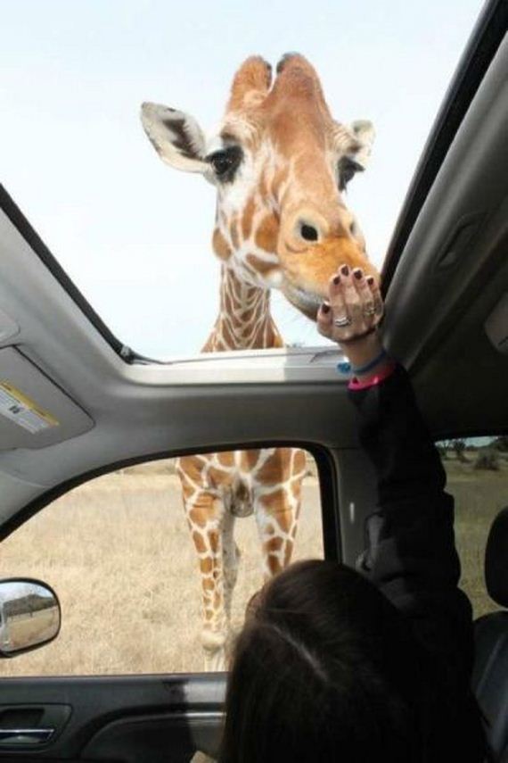 funny-pictures-979