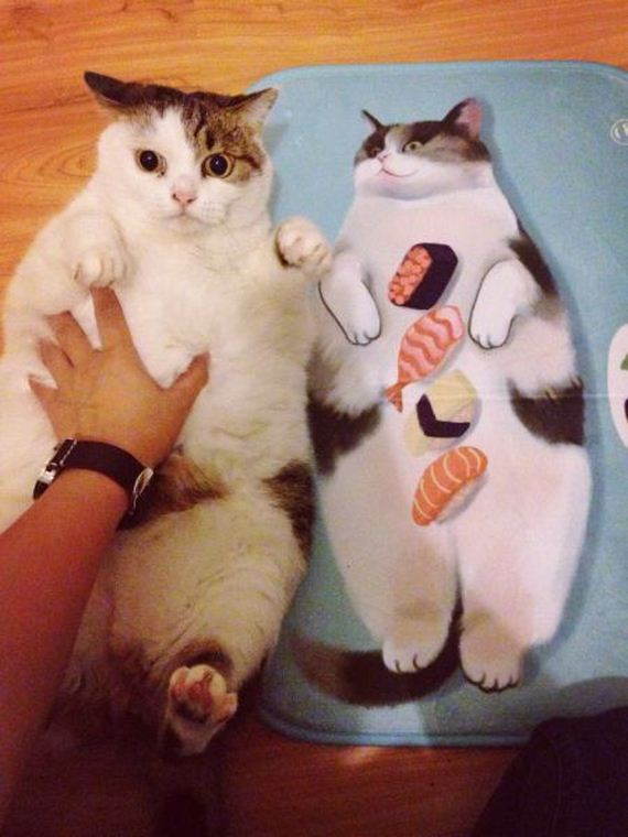 funny-pictures-980