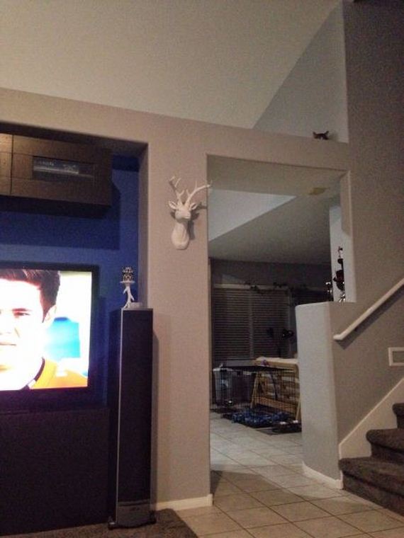 funny-pictures-980