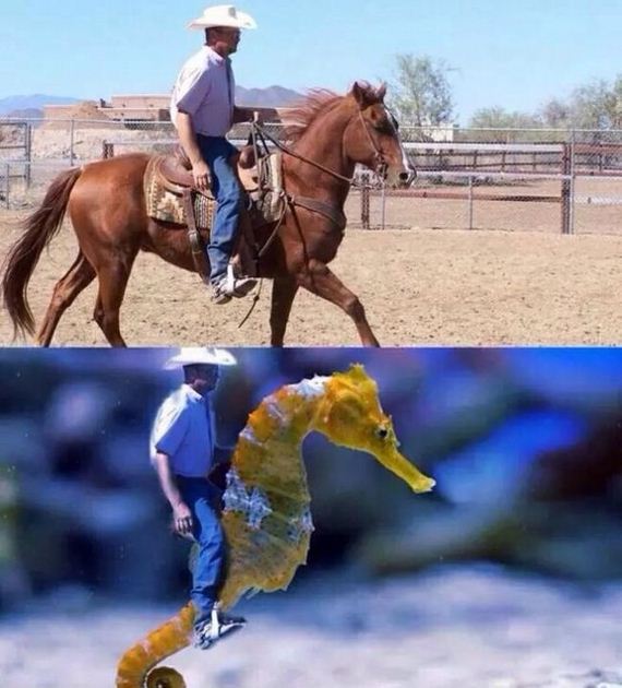 funny-pictures-981