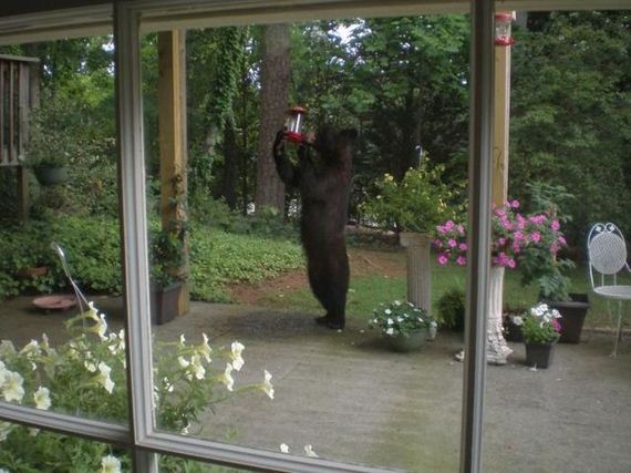 funny-pictures-982