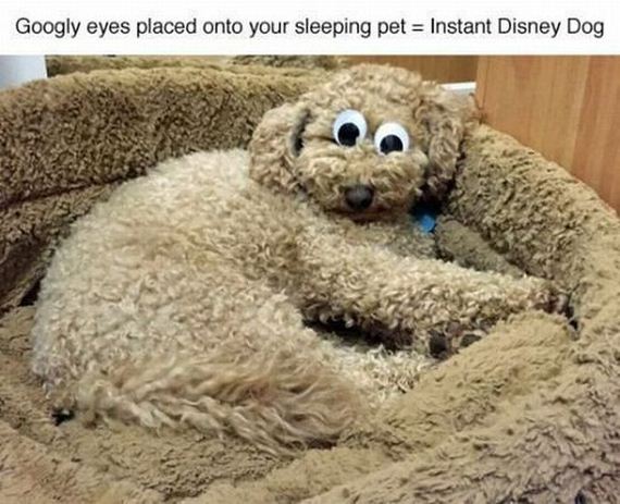 funny-pictures-982