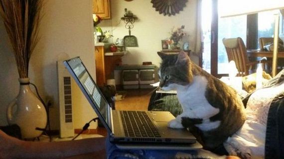 funny-pictures-982