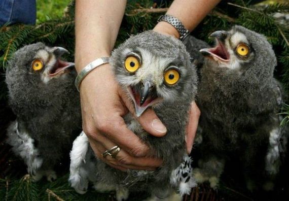 funny-pictures-982