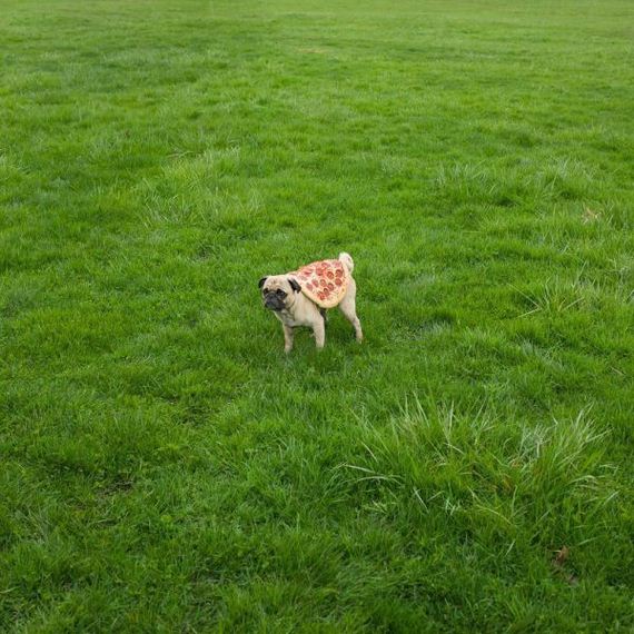 funny-pictures-983