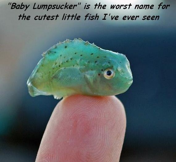 funny-pictures-983