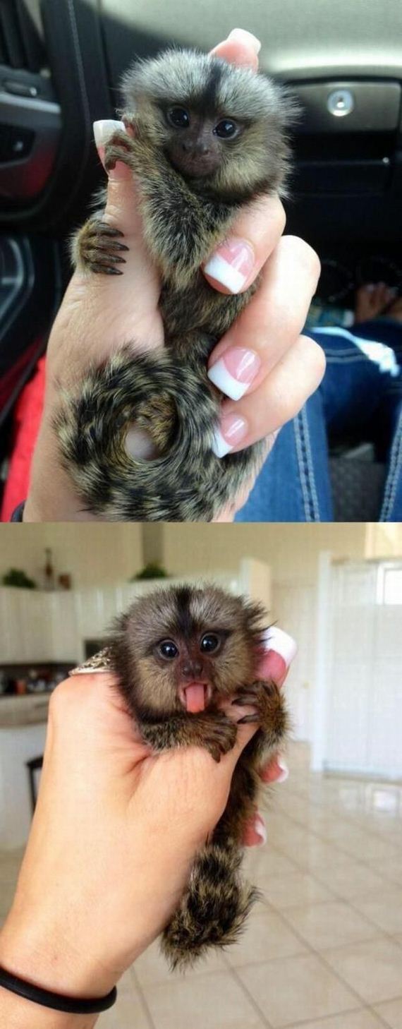 funny-pictures-983