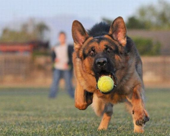 funny-pictures-984