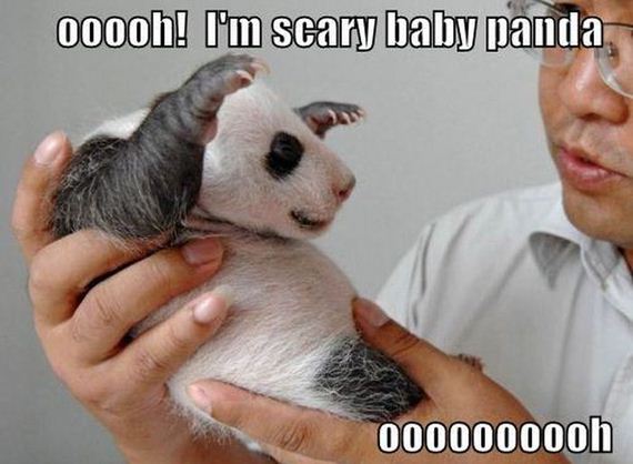 funny-pictures-984