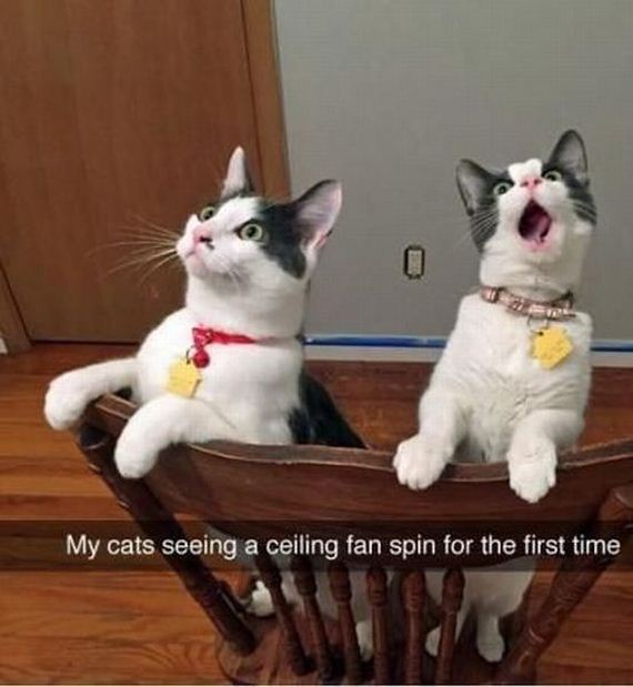 funny-pictures-984