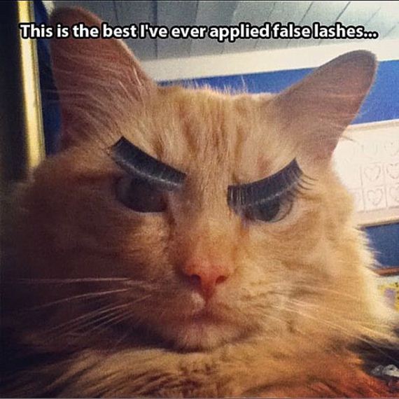 funny-pictures-984