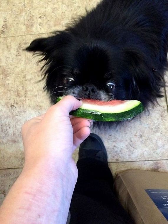 funny-pictures-986