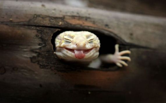 funny-pictures-986
