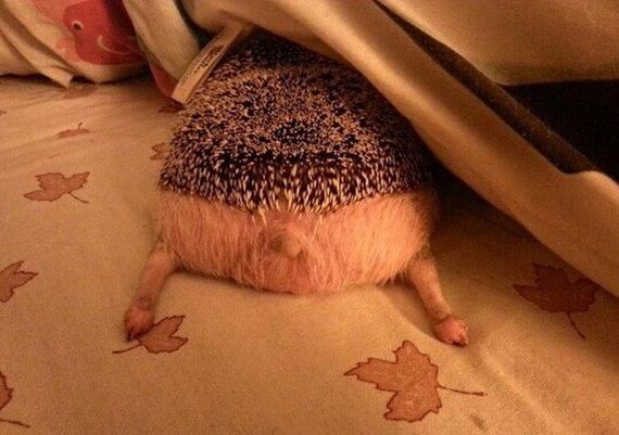 funny-pictures-986