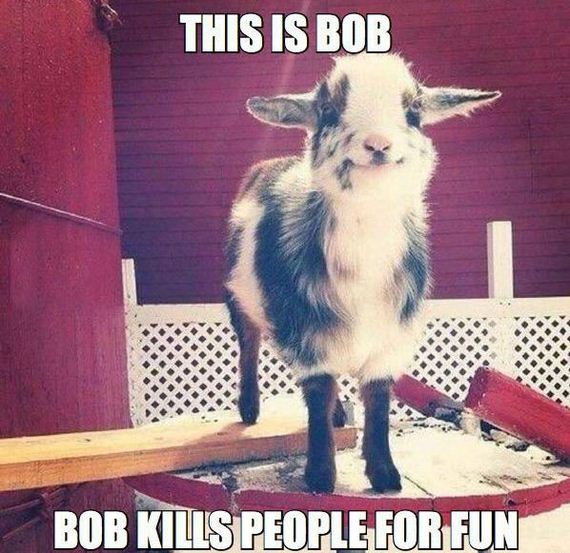 funny-pictures-986