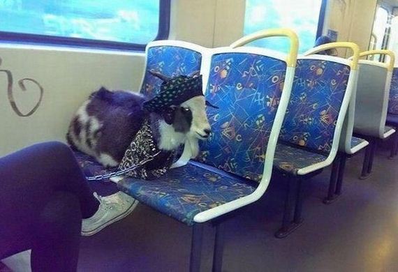 funny-pictures-989