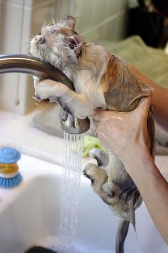 funny-pictures-990