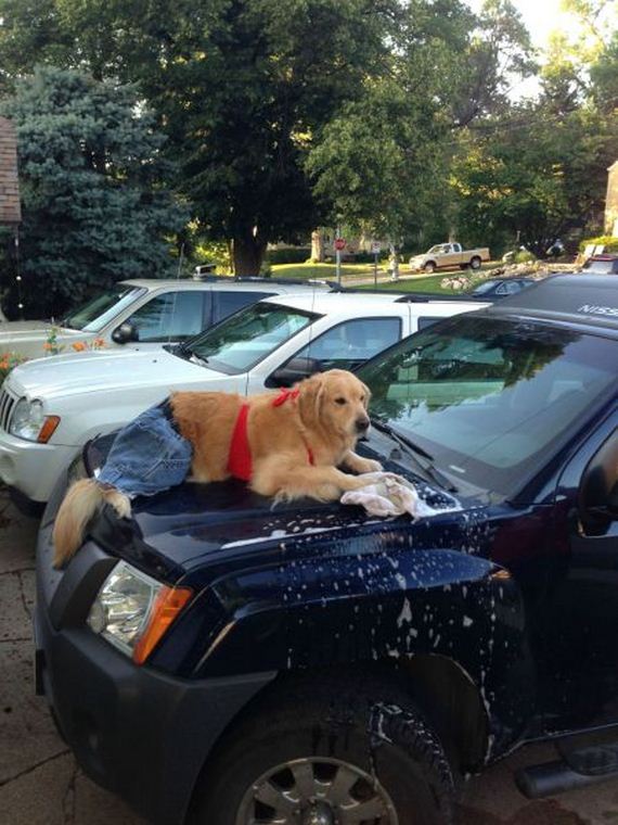 funny-pictures-990