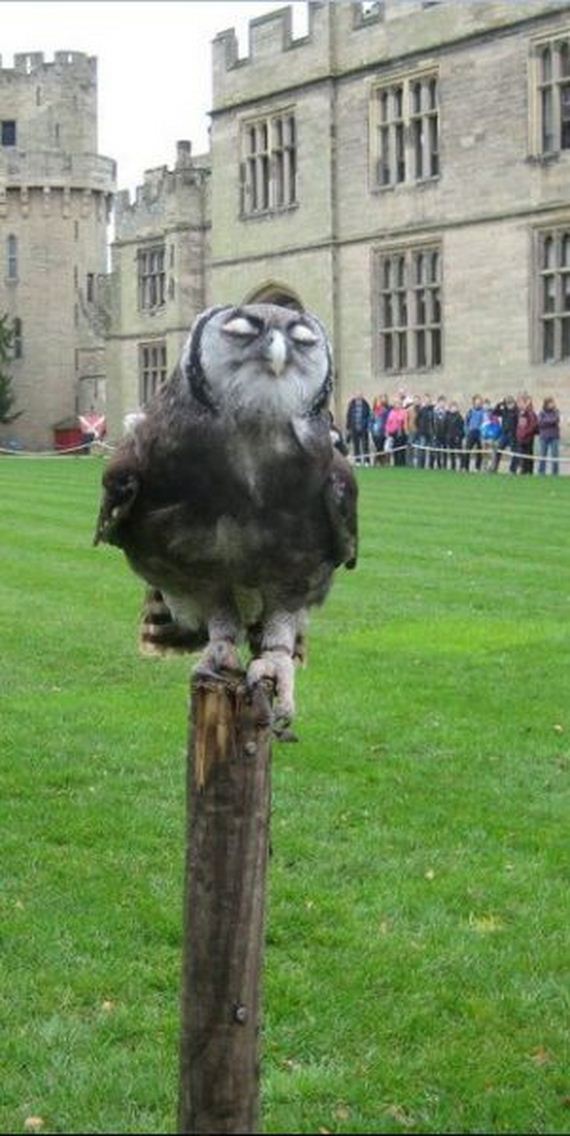 funny-pictures-990