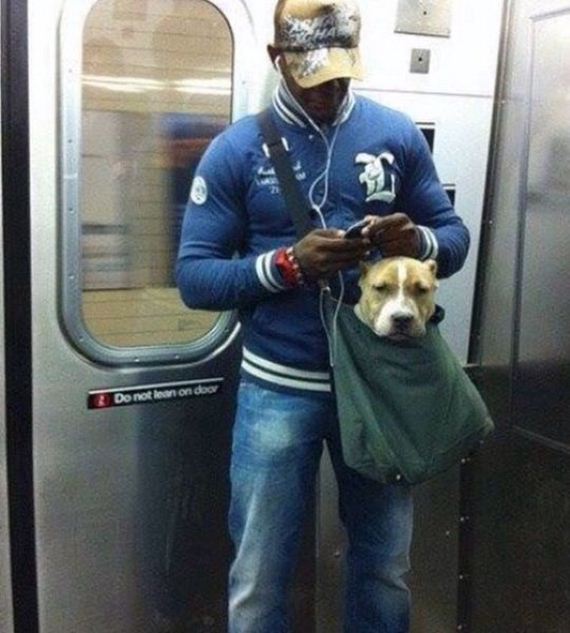 funny-pictures-990