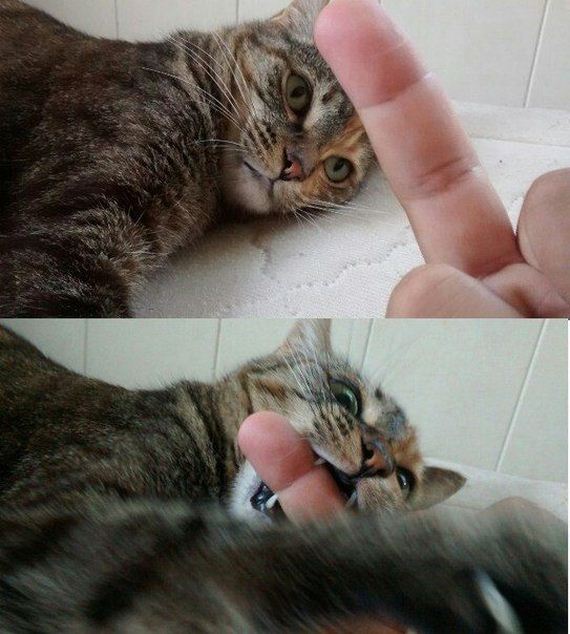 funny-pictures-991