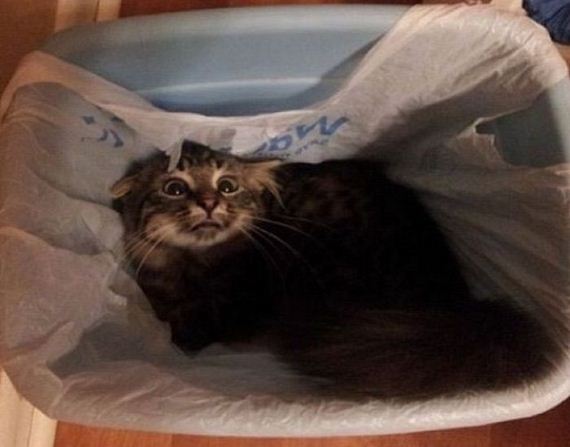 funny-pictures-992
