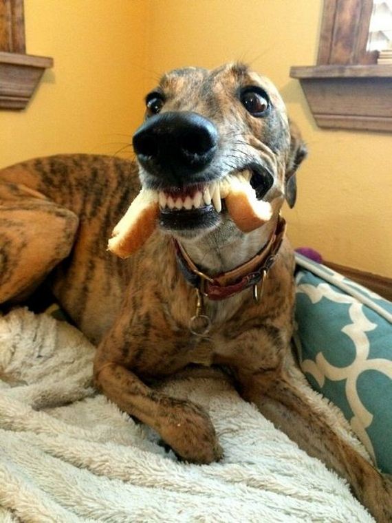 funny-pictures-992