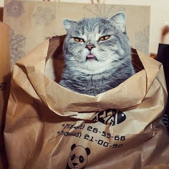 funny-pictures-992