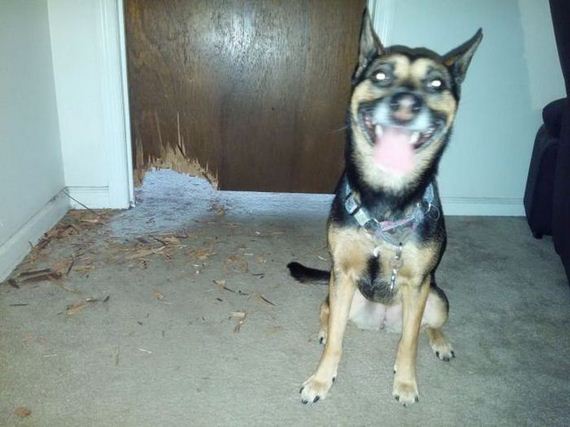 funny-pictures-994