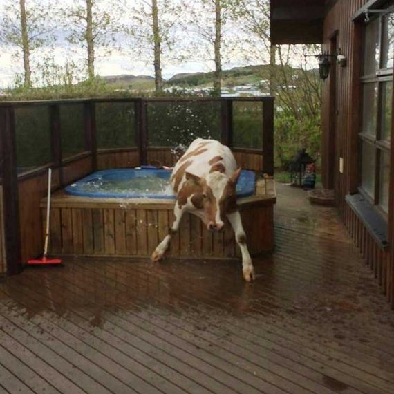 funny-pictures-994