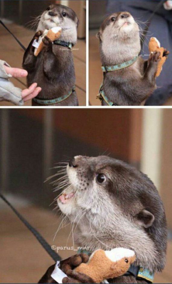 funny-pictures-994