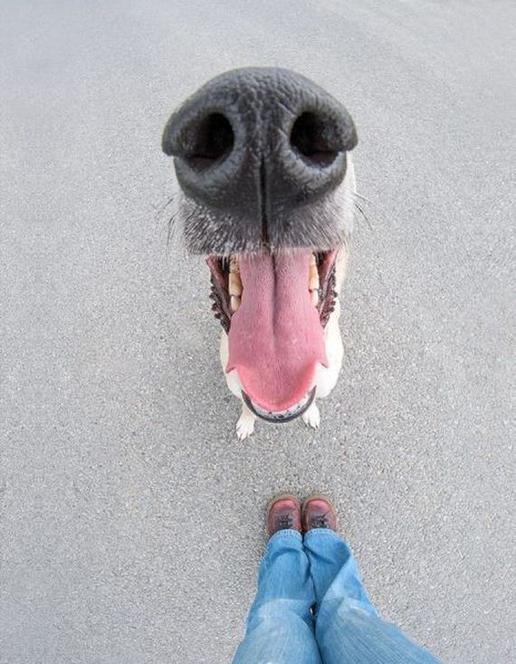 funny-pictures-994