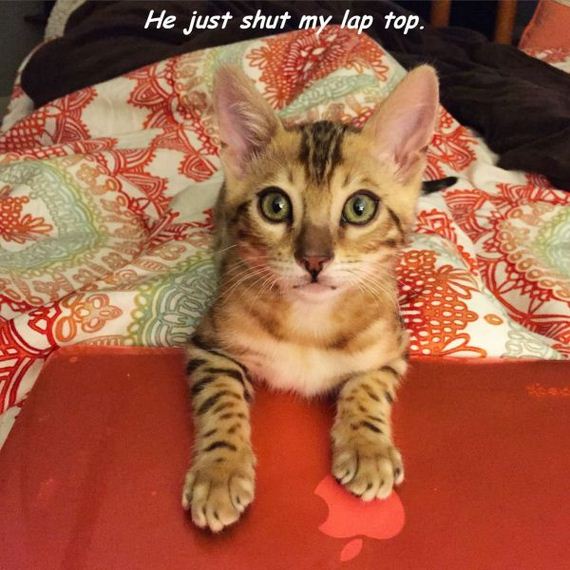 funny-pictures-994