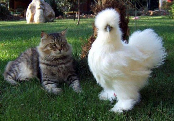 funny-pictures-995