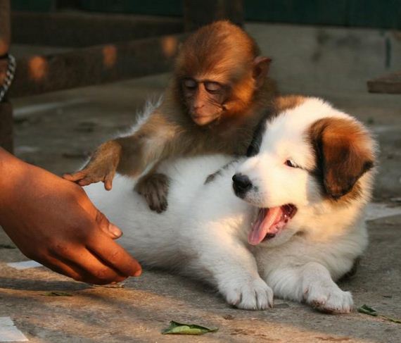 funny-pictures-995