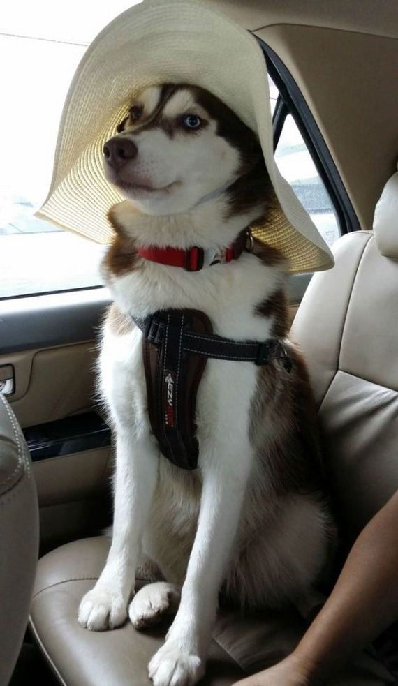 funny-pictures-996