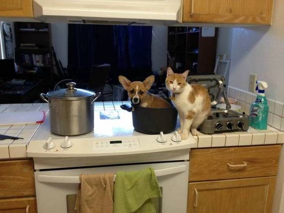 funny-pictures-999