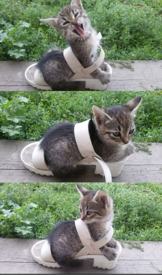 funny-pictures-999