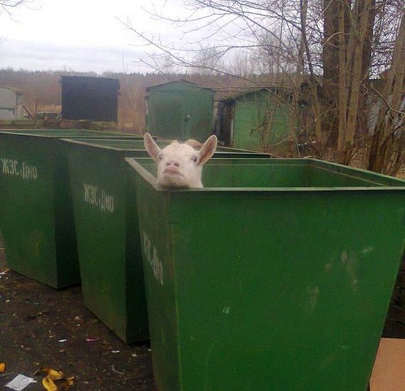 funny-pictures-999